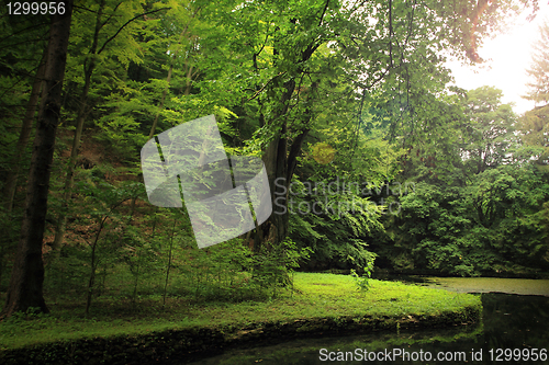 Image of lake in deep forest