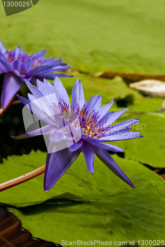Image of Water Lilly