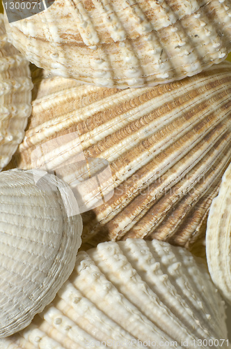 Image of sea shells