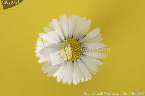 Image of daisy