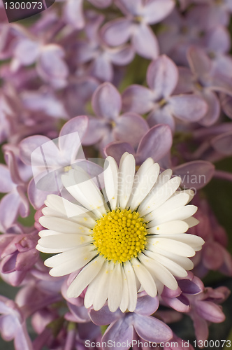 Image of daisy