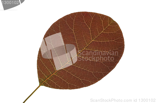 Image of Single leaf close up