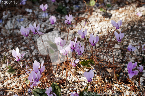 Image of Cyclamen