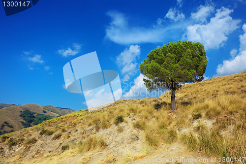 Image of Lonely pine tree on torrid hills of Calabria