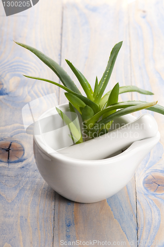 Image of Aloe vera - herbal medicine 