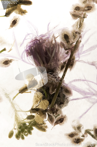 Image of Frozen flowers. blossoms in the ice cube