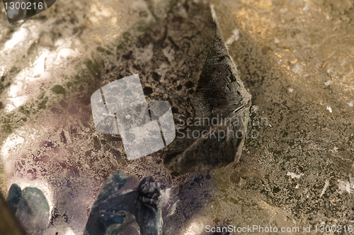 Image of Frozen flowers. blossoms in the ice cube