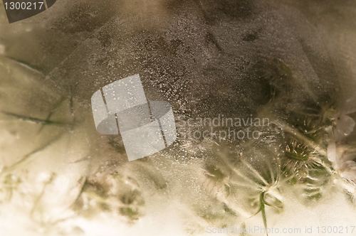 Image of Frozen flowers. blossoms in the ice cube