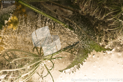 Image of Frozen flowers. blossoms in the ice cube