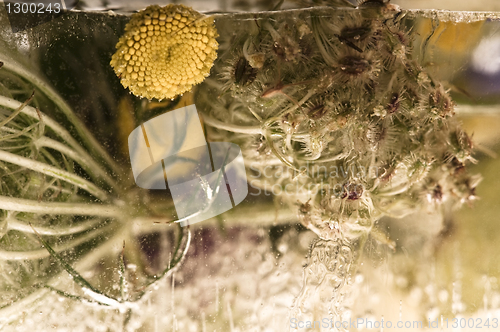 Image of Frozen flowers. blossoms in the ice cube