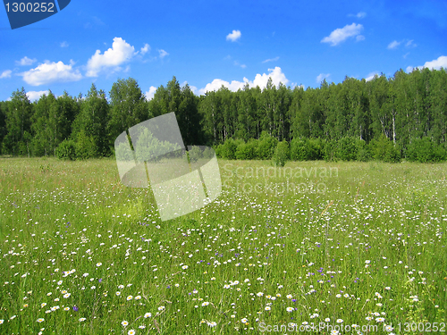 Image of summer landscape 