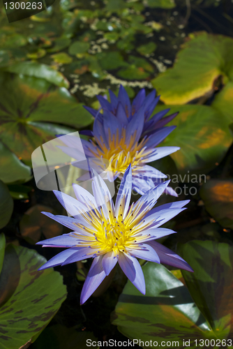 Image of Water Lilies