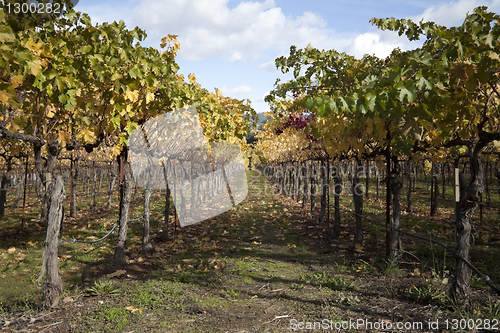 Image of Grapevines