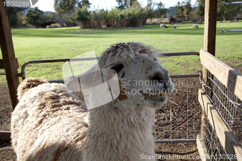 Image of Smiling Llama