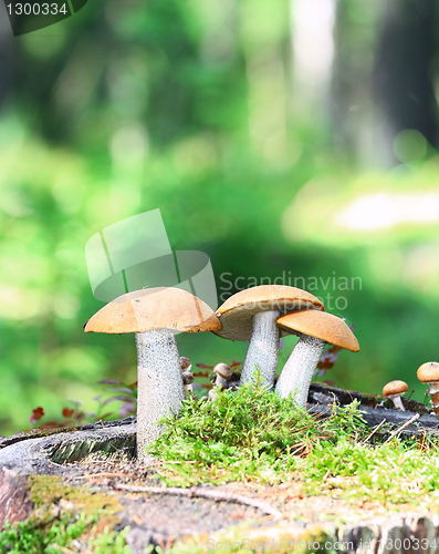 Image of Orange Cap Boletus mushrooms (Leccinum aurantiacum) 