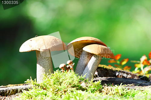 Image of Orange Cap Boletus mushrooms (Leccinum aurantiacum)