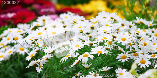 Image of Green grass with daisy flowers
