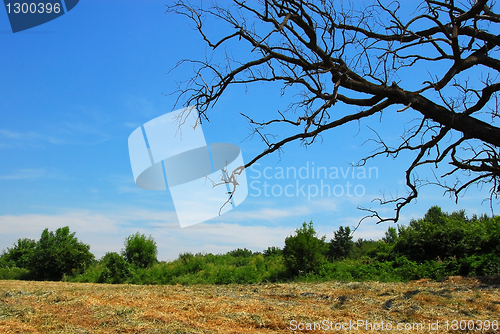 Image of Dry tree branch