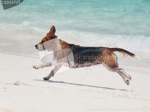 Image of Running dog on the beach