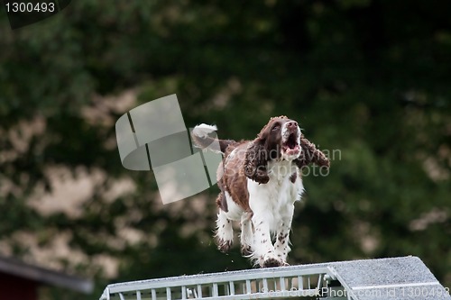 Image of happy dog