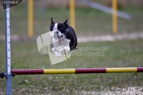 Image of jumping