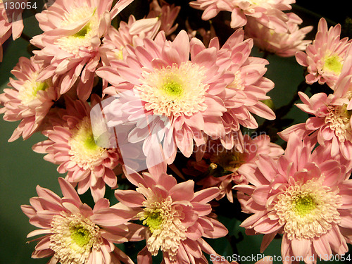 Image of pink dahlias