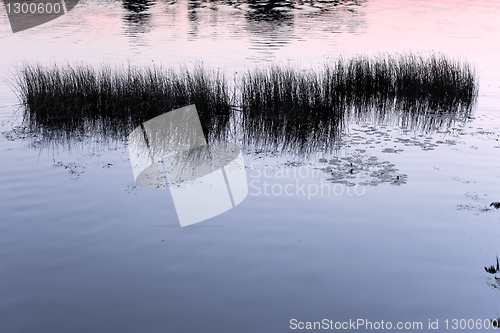 Image of Silhouettes of water plants