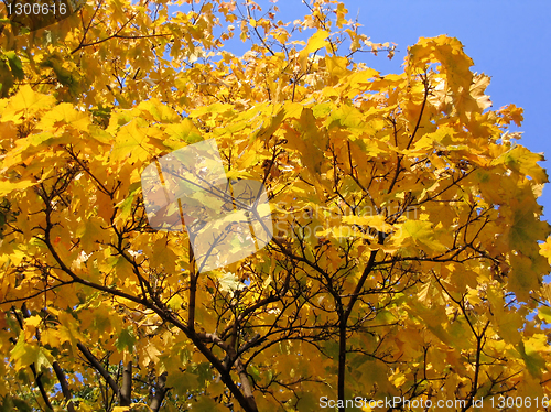 Image of autumn tree on blue sky background