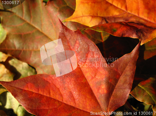 Image of fall leaves