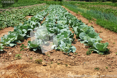 Image of Cabbage field