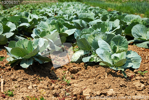 Image of Cabbage field