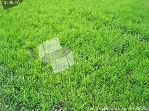 Image of fresh green grass