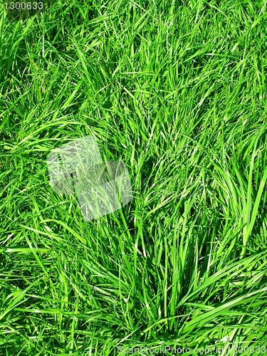 Image of fresh green grass