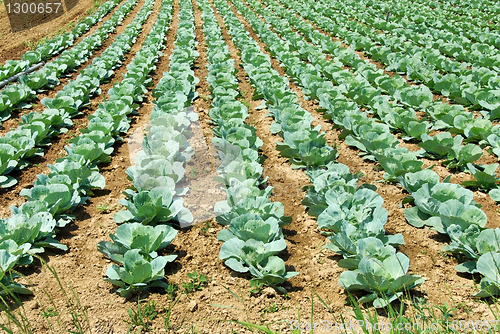 Image of Cabbage field