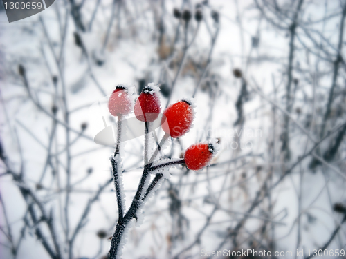 Image of Ice crystals on