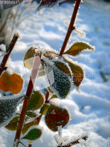 Image of Winter plant