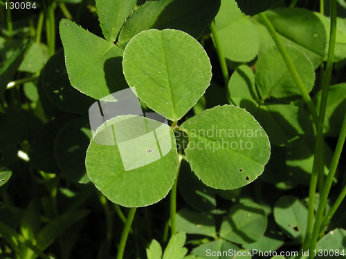 Image of A three-leafed clover