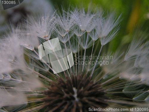 Image of Dandelion seeds