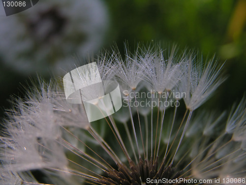 Image of Dandelion Seeds
