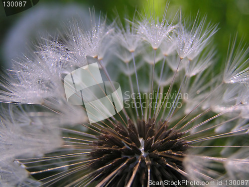 Image of Dandelion Seeds