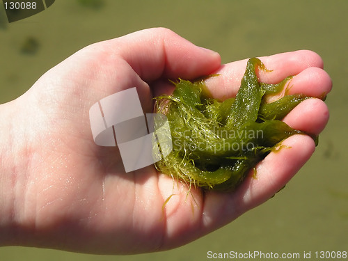 Image of Hand holding seaweed