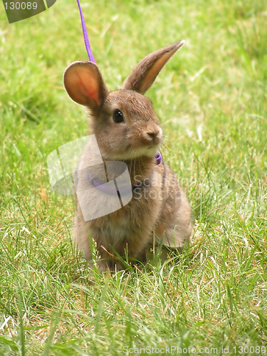 Image of Rabbit on a leash