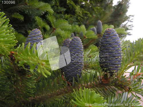 Image of New pine cones