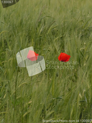 Image of Poppies in a field