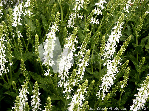 Image of violence of a blossoming grass