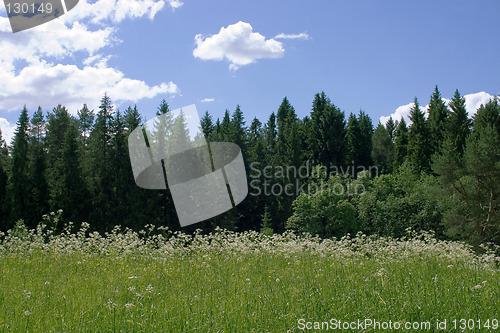 Image of  Sunny glade