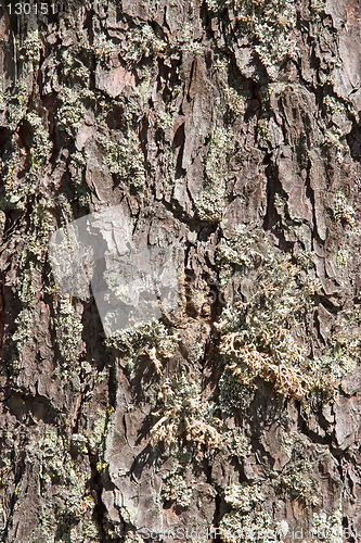 Image of Bark of a pine