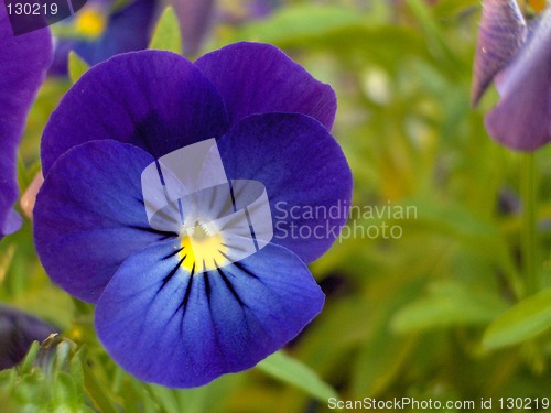 Image of Blue flower