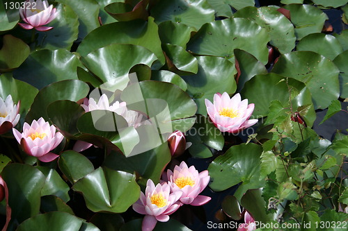 Image of Water-lilies