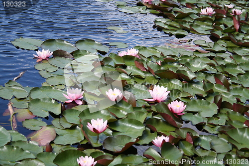 Image of Lovely water-lilies